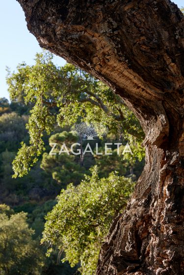 Homesite 631