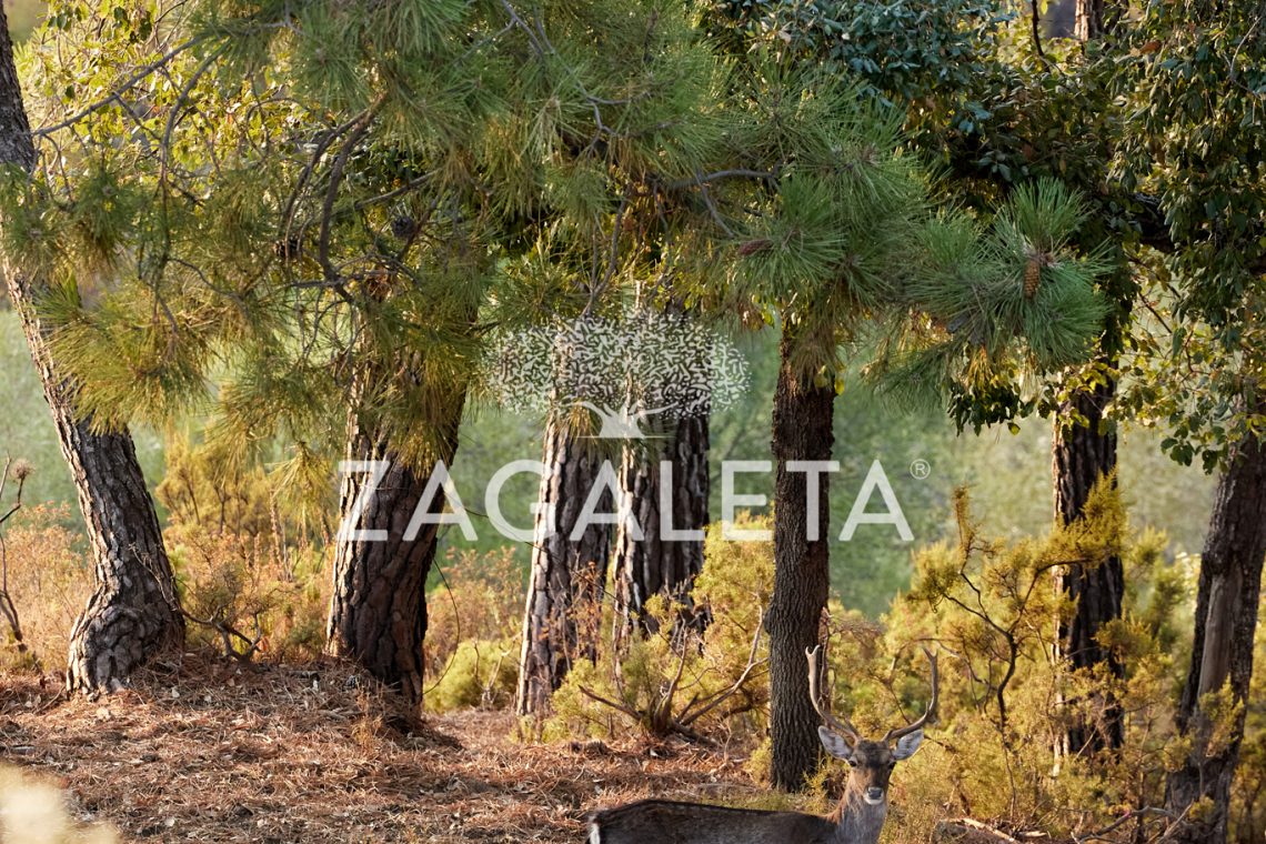 Homesite 631